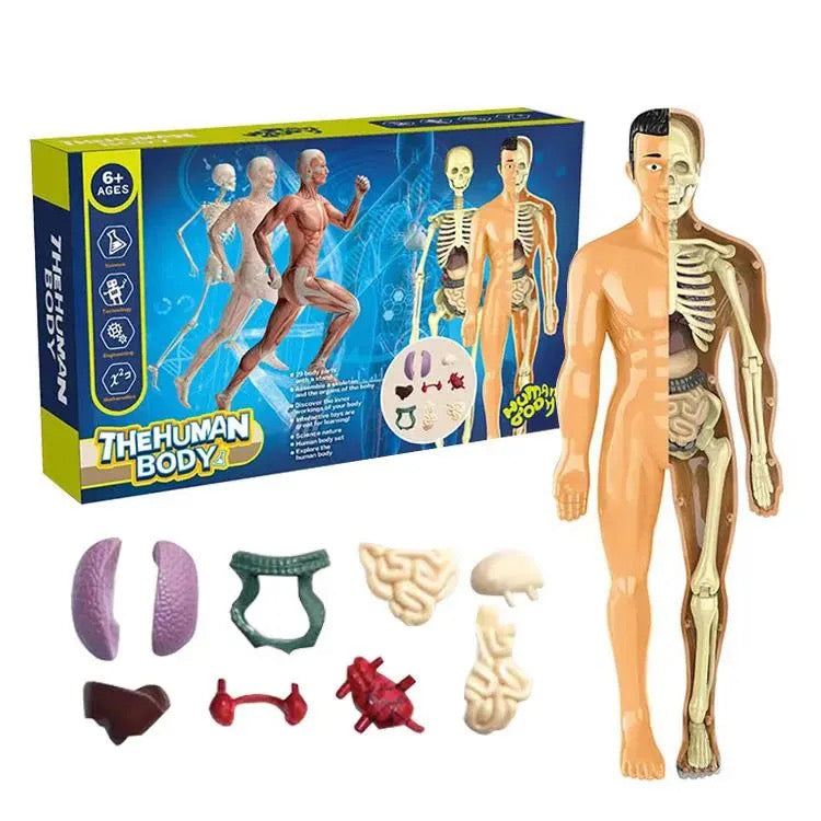 🧠 Jouet Éducatif Corps Humain 3D – Kit Anatomique pour Enfants (6+ ans)